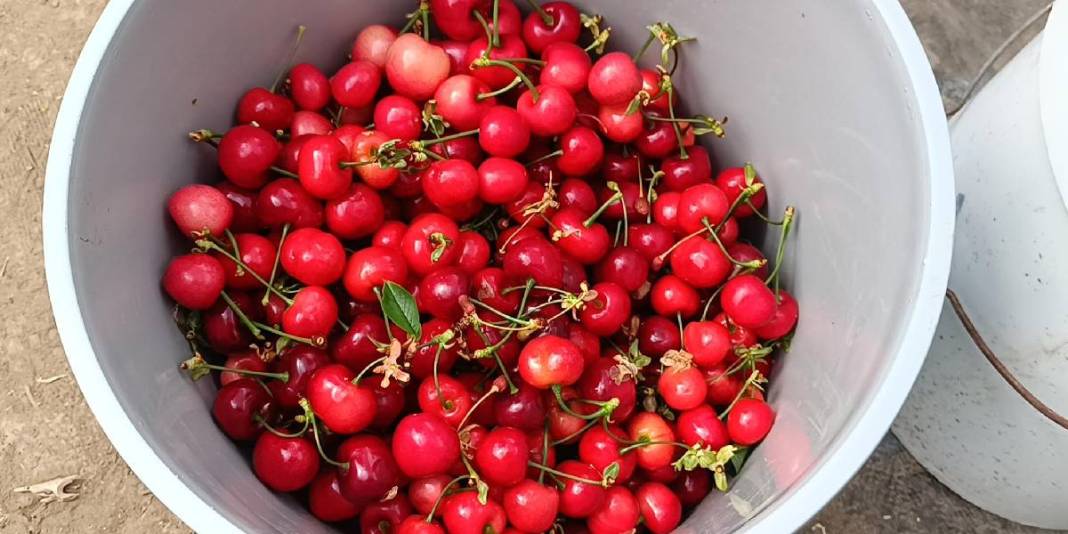 Jeotermal serada ilk kiraz hasadı yapıldı: Olumlu sonuç mahsulleri iç piyasada satılacak 4